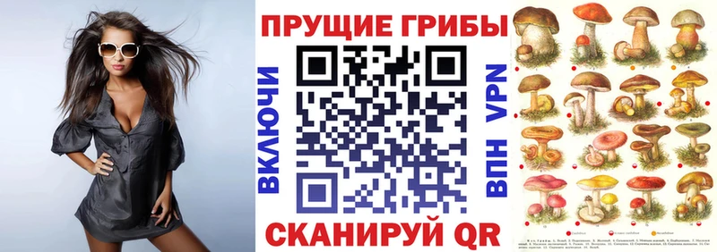 Псилоцибиновые грибы Psilocybe Чехов